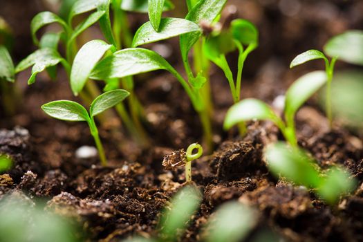 Macro view of sprout growing from seed, spring concept