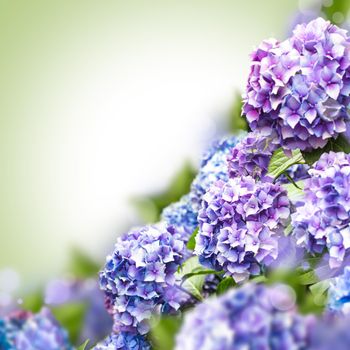 Purple hydrangea flowers over blur green background