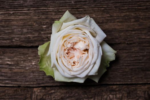 A white rose bud lies on a wooden textured board.