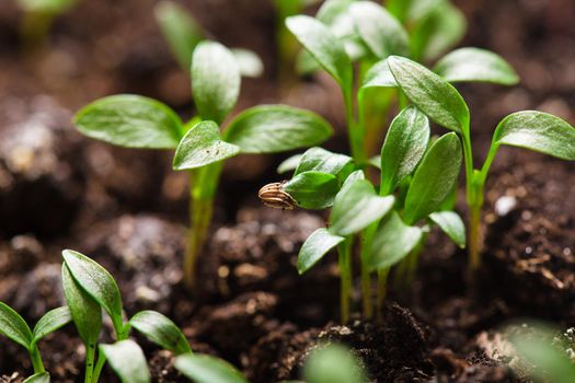 Macro view of sprout growing from seed, spring concept