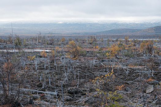 Dead forest near a large industrial enterprise in Monchegorsk.