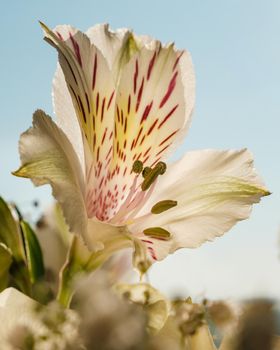 Alstroemeria flower close-up on a light background.