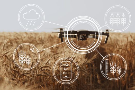 Flying drone above wheat field close up. Agricultural and technology innovations concept