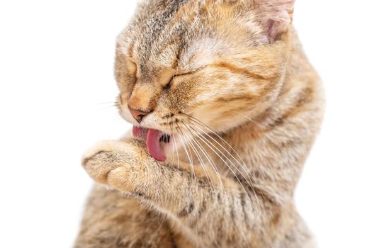 Cute tabby ginger color cat washing its paw with tongue on a white background, front view.