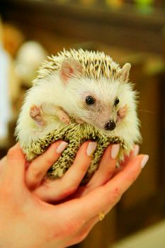 Small hedgehog in hands. Small hedgehog with white hair in his hands. Hedgehog in contact zoo