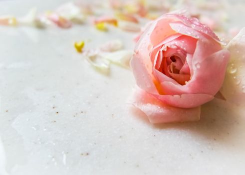 Beautiful pink rose bud and petals with dew drops on marble. Perfect background greeting card for birthday, Valentine's Day, Mother's Day.