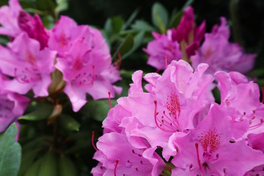 Blooming pink rhododendron flower in spring. Gardening concept. Flower background