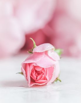 Beautiful pink rose with water drops on white marble. Can be used as a background. Romantic style