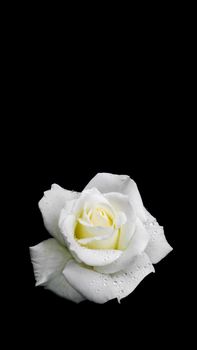 Beautiful white rose with dew drops isolated on black background. Ideal for greeting cards for wedding, birthday, Valentine's Day, Mother's Day