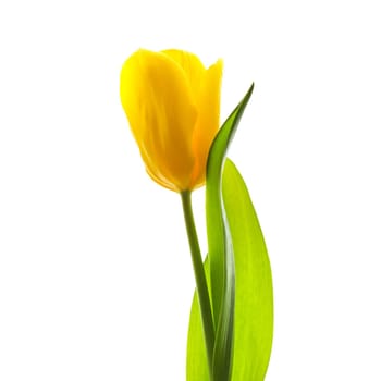 Yellow tulip lit by sunlight isolated on a white background. Perfect for greeting card.