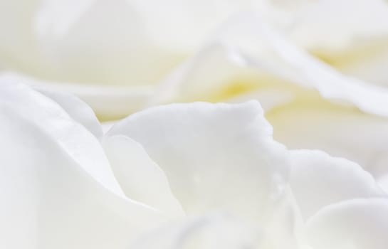 Abstract floral background, white rose flower petals. Macro flowers backdrop for holiday design. Soft focus.