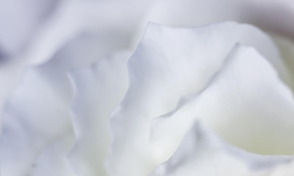 Abstract floral background, white rose flower petals. Macro flowers backdrop for holiday design. Soft focus.