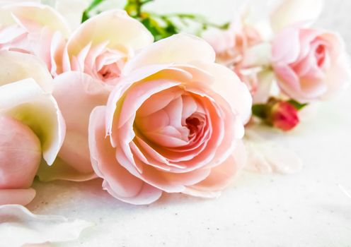 Pink roses isolated on white background. Perfect for background greeting cards and invitations of the wedding, birthday, Valentine's Day, Mother's Day.