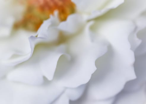 Abstract floral background, white rose flower petals. Macro flowers backdrop for holiday design. Soft focus.