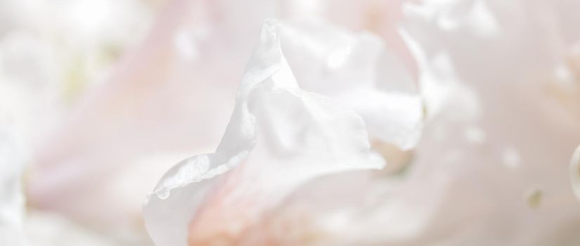 Botanical concept - Soft focus, abstract floral background, white Rhododendron flower petals. Macro flowers backdrop for holiday brand design