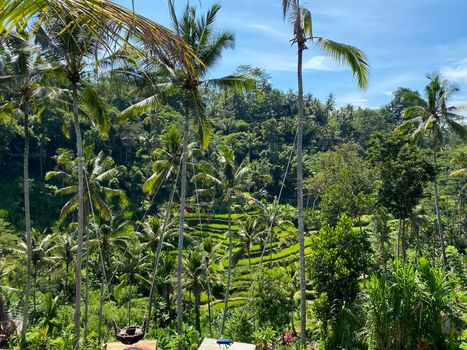 Spectacular rice fields in narrow walley, to north of Ubud