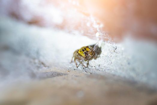 Small Black, brown, and White Jumping spider, salticidae, eating a house fly. High quality macro photo