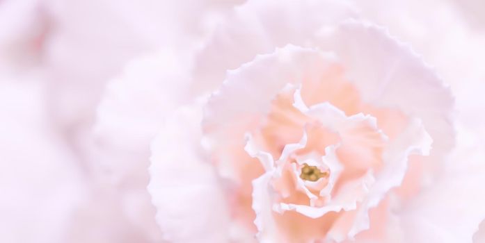 Retro art, vintage card and botanical concept - Abstract floral background, pale pink carnation flower. Macro flowers backdrop for holiday brand design