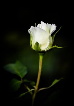 Beautiful white rose isolated on black background. Ideal for greeting cards for wedding, birthday, Valentine's Day, Mother's Day