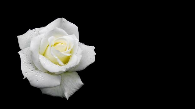 Beautiful white rose with dew drops isolated on black background. Ideal for greeting cards for wedding, birthday, Valentine's Day, Mother's Day. 16x9