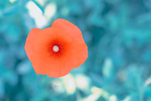 beautiful red poppy on a green background. High quality photo