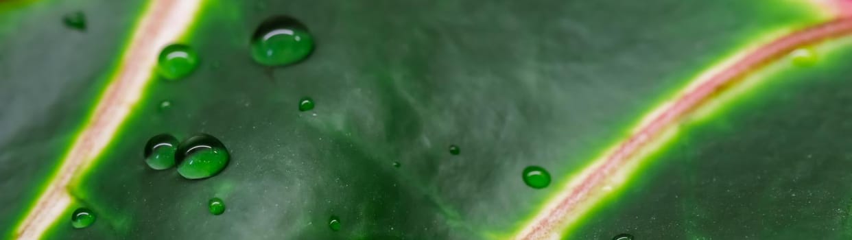 Abstract green background. Macro Croton plant leaf with water drops. Natural backdrop for brand design