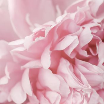 Botanical concept, invitation card - Soft focus, abstract floral background, pink peony flower petals. Macro flowers backdrop for holiday brand design