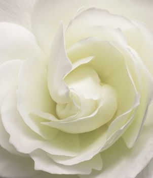 Abstract floral background, white rose flower petals. Macro flowers backdrop for holiday design. Soft focus.