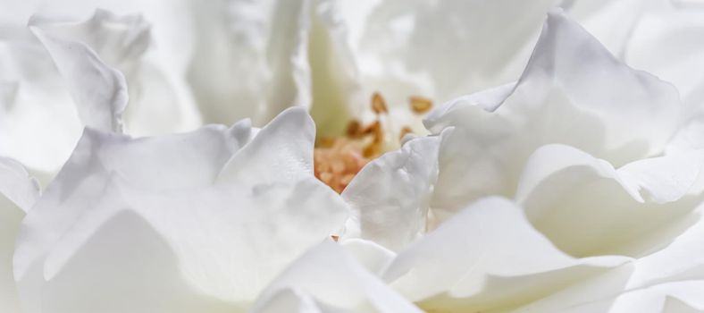 Abstract floral background, white rose flower petals. Macro flowers backdrop for holiday design. Soft focus.