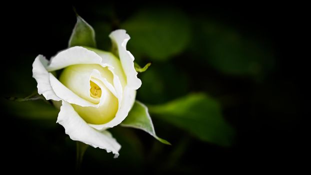 Beautiful white rose isolated on black background. Ideal for greeting cards for wedding, birthday, Valentine's Day, Mother's Day