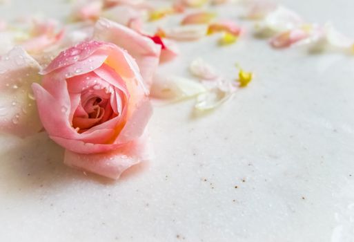 Beautiful pink rose bud and petals with dew drops on marble. Perfect background greeting card for birthday, Valentine's Day, Mother's Day.