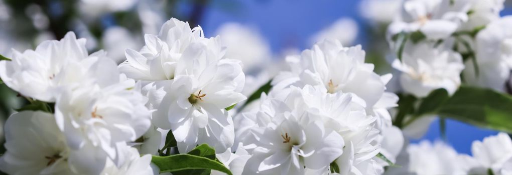 White terry jasmine flowers in the garden against blue sky. Floral background