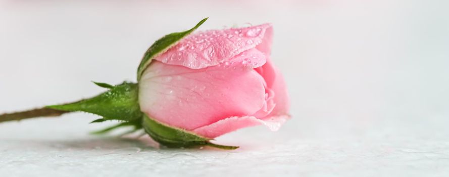 Beautiful pink rose with water drops on white background. Soft focus. Romantic style