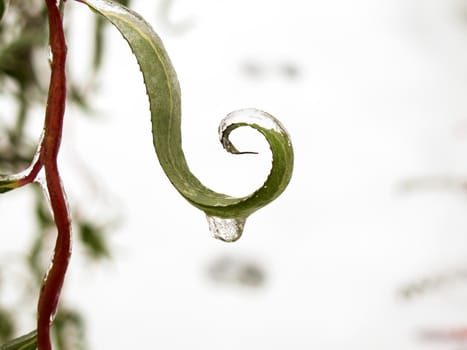 Winter in the garden. First frost and frozen leaf of willow. Frozen drop of water