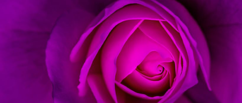 Abstract floral background, purple rose flower petals. Macro flowers backdrop for holiday design. Soft focus.