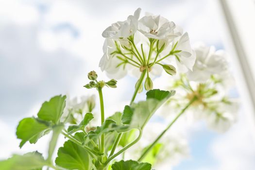 Pelargonium, Geranium. Flowering bushes of white pelargonium.