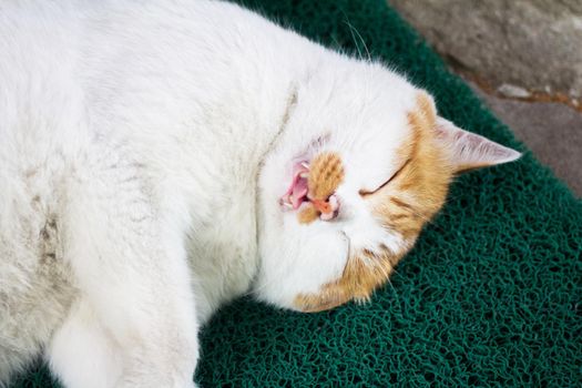 Sleeping cat with its Tongue out of mouth