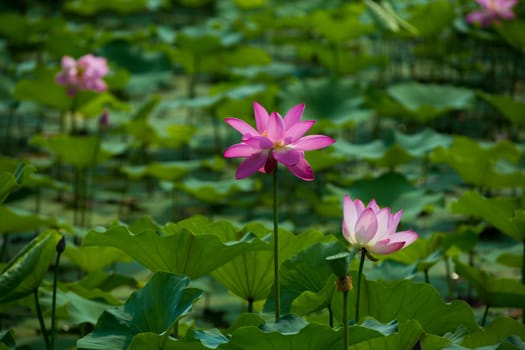 china lotus flowers bloomming in the summer