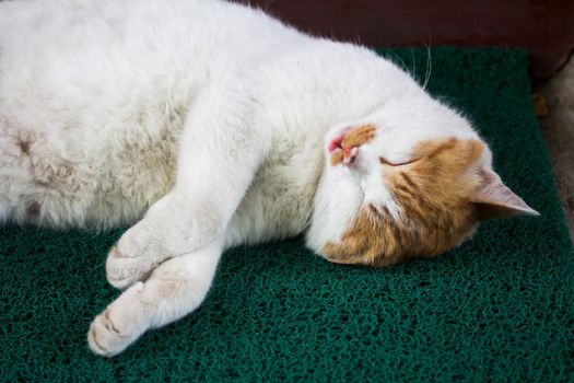 Sleeping cat with its Tongue out of mouth