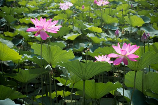 china lotus flowers bloomming in the summer