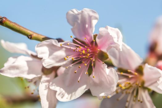 Momo Peach Flower close up macro photography