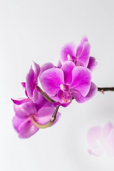 Orchid Phalaenopsis Beautiful blooms of the phalaenopsis pink orchid, with a grey background.