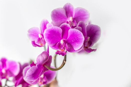 Orchid Phalaenopsis Beautiful blooms of the phalaenopsis pink orchid, with a grey background.