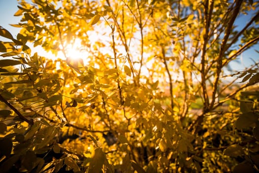 Image of Ginkgo Tree with backlight view