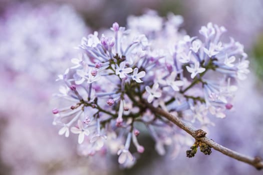 Macro image of spring lilac violet flowers, floral background