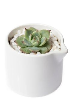 Miniature succulent plants Miniature succulent plants Miniature succulent plants