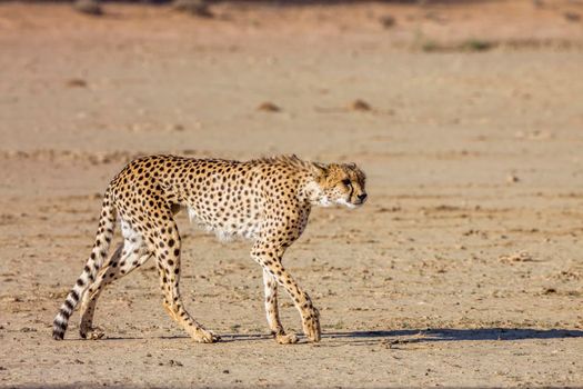 Cheetah on the hunt walking in desert in Kgalagadi transfrontier park, South Africa ; Specie Acinonyx jubatus family of Felidae