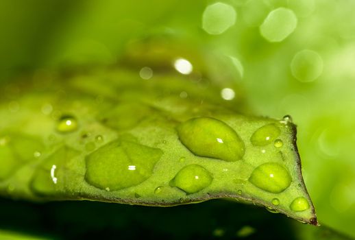 Water droplets on leaves