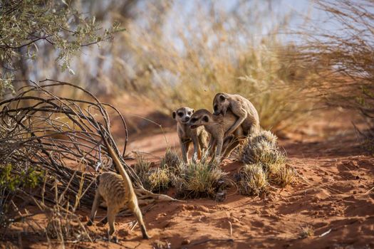 Meerkat famliy group bonding and playing in Kgalagadi transfrontier park, South Africa; specie Suricata suricatta family of Herpestidae