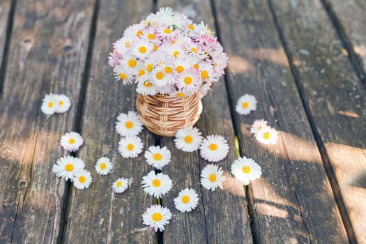 Small bouquet of daisies in the cup on grunge wooden board against green background Small floral present Daisy Bellis perennis garden flowers